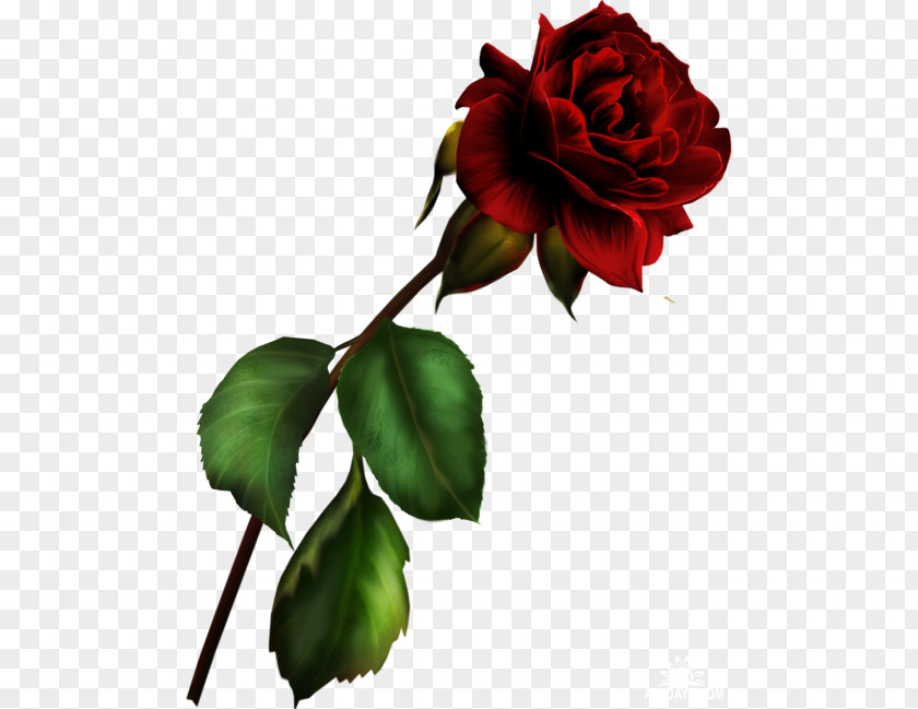 Garden Roses Blue Rose Rosa Gallica Clip Art PNG