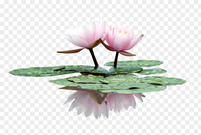 Hand-painted Lotus Water Lily Flower Nelumbo Nucifera PNG