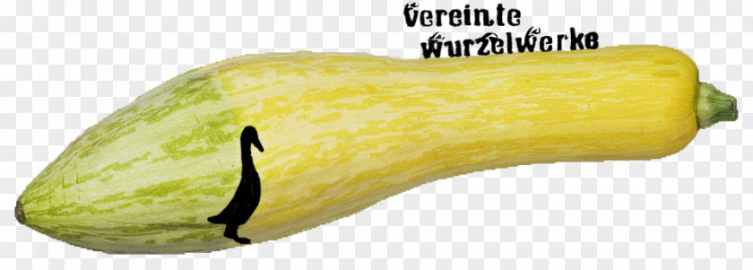 Summer Squash Regiothek Winter Food Biokreis Passau PNG