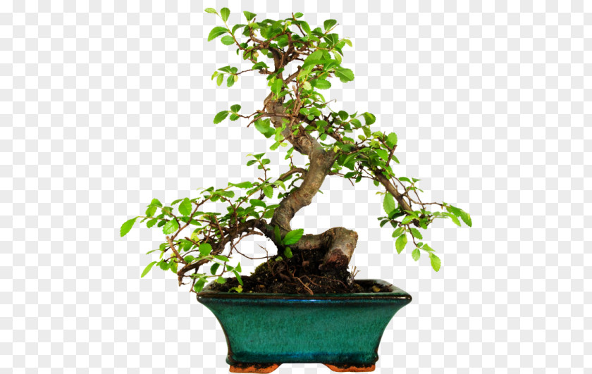 Tree Chinese Sweet Plum Flowerpot Bonsai Penjing 微型盆景 PNG