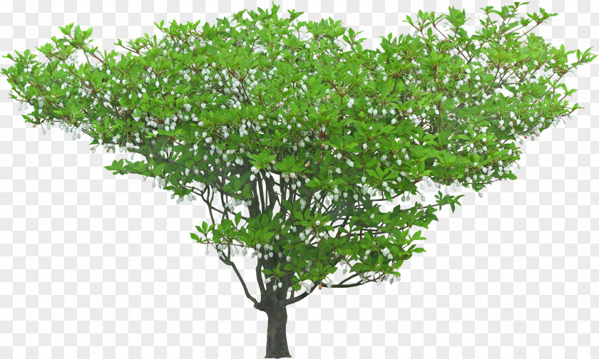 Tree Plan Shrub Macizos De Flores Plant PNG