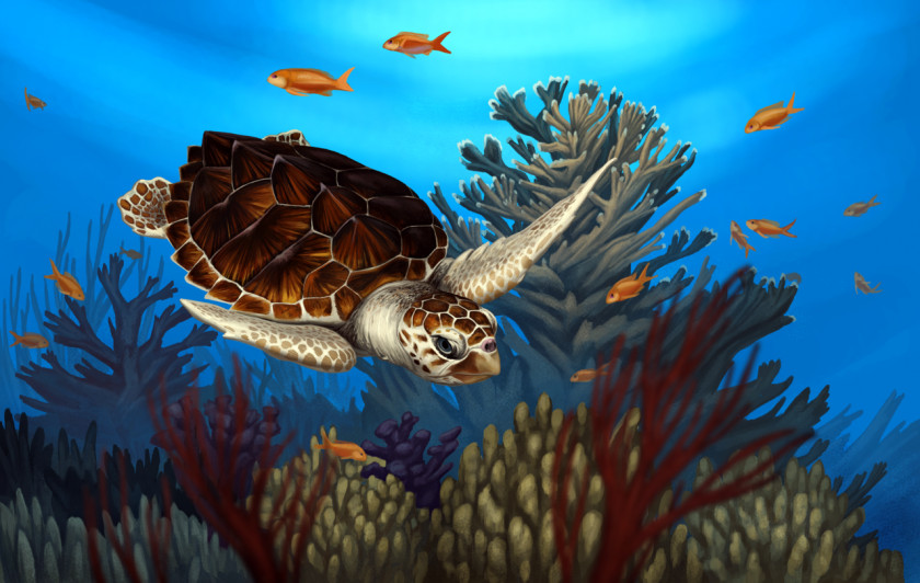 Turtle Loggerhead Sea Reptile Coral Reef PNG