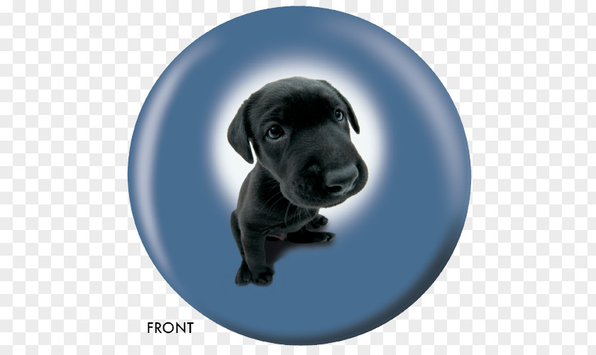 Labrador Retriever Puppy Internet Forum Blog Guestbook PNG