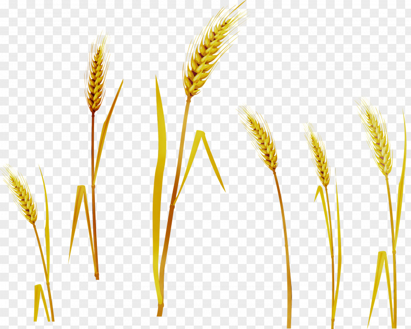 Barley Emmer Grain Cereal PNG