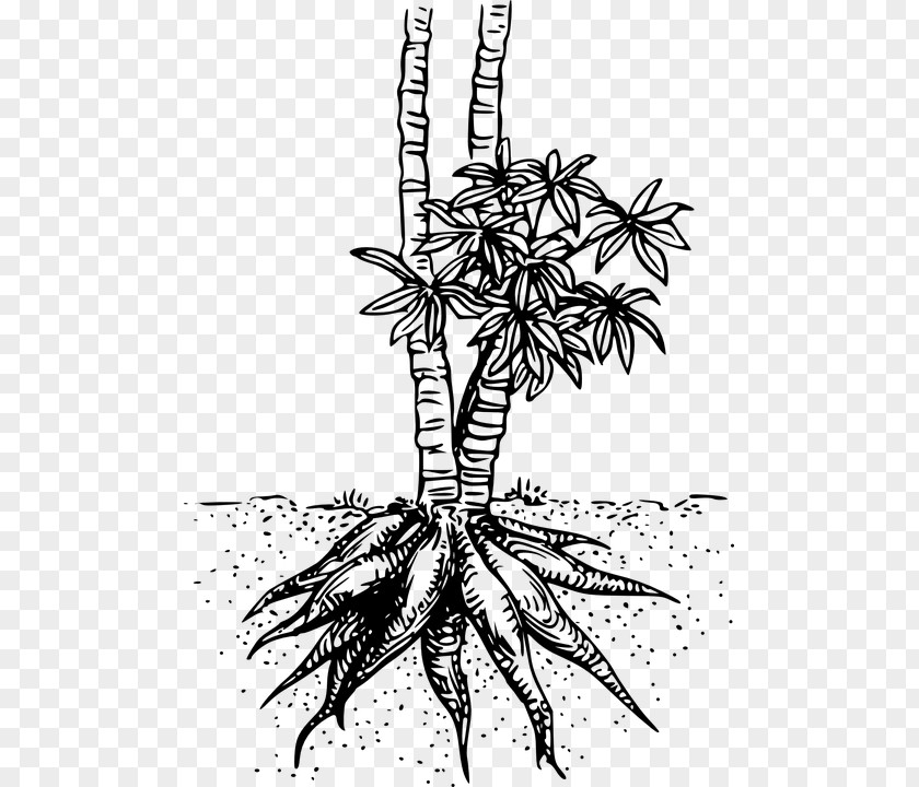 Cassava Clip Art PNG