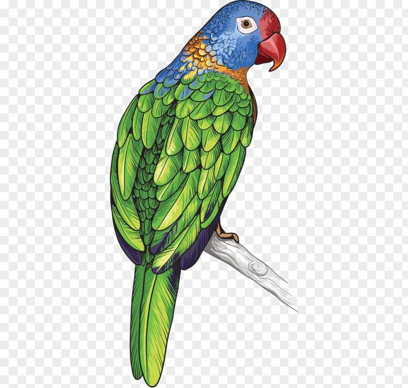 Colored Parrot Bird Feather PNG