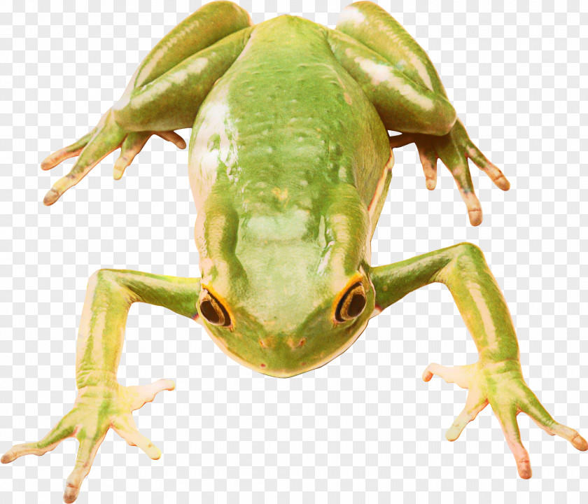 Frog Clip Art Amphibians Lithobates Clamitans PNG