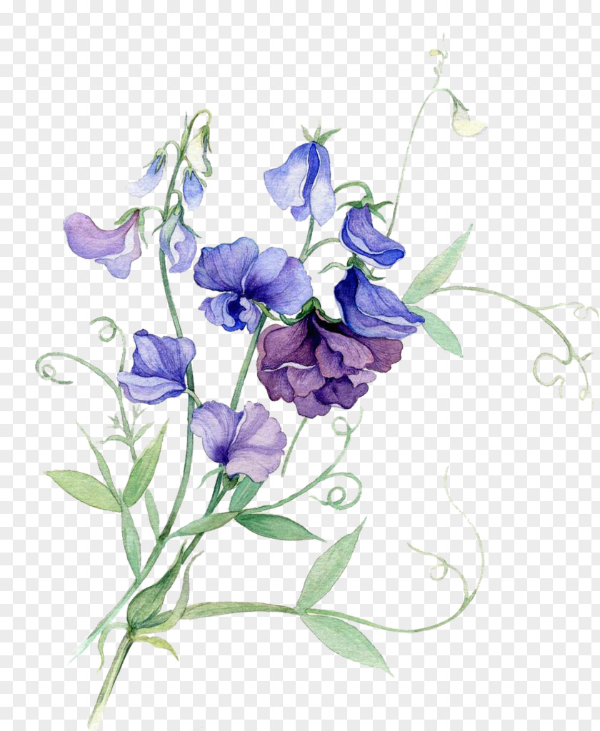 Pea Broad-leaved Sweet Watercolour Flowers Watercolor Painting PNG