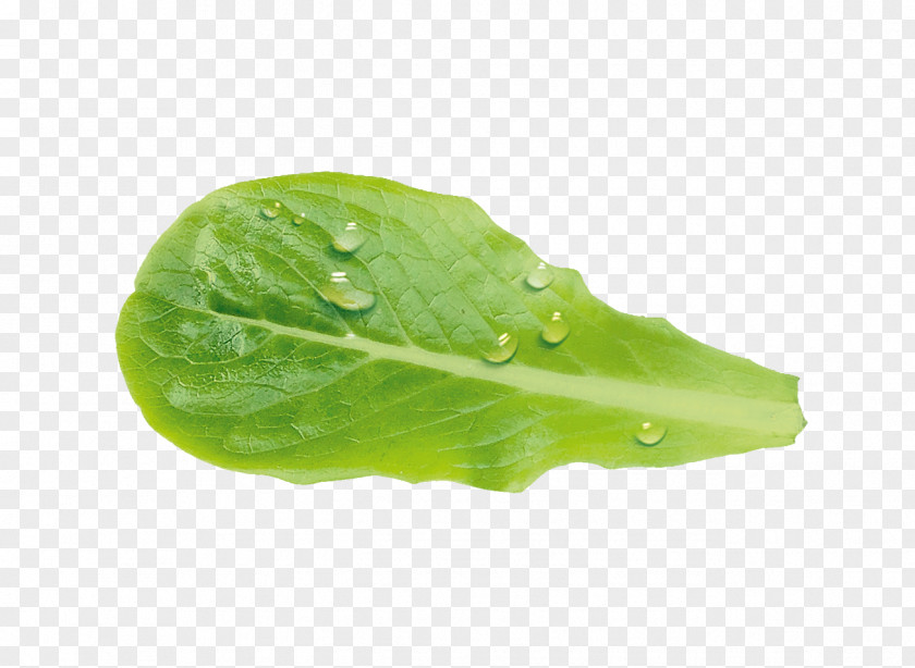Salade Leaf Vegetable Vinaigrette Lettuce PNG