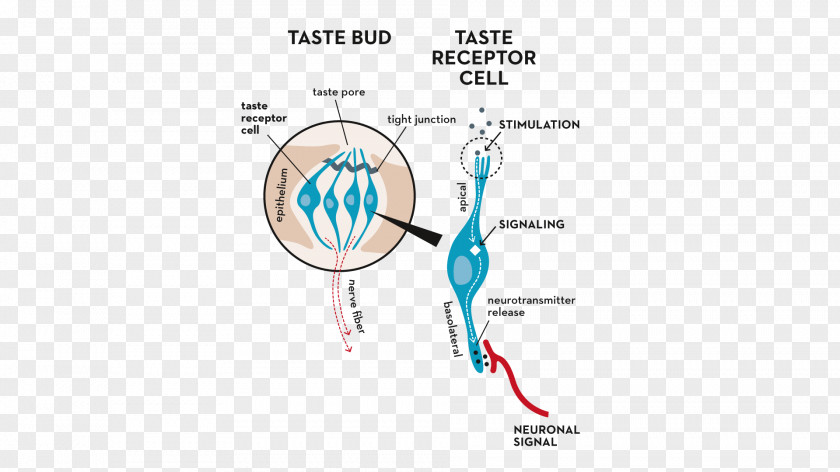 Tongue Taste Bud Map Receptor PNG