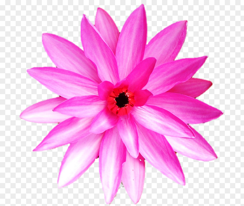 Belur Math Dahlia Annual Plant Herbaceous Close-up Pink M PNG