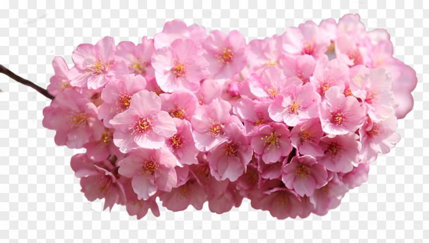 Flower Pink Flowers Desktop Wallpaper Rose Petal PNG