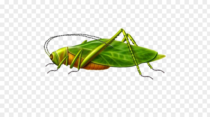 Free To Pull The Material Grasshopper Image Locust Illustration PNG
