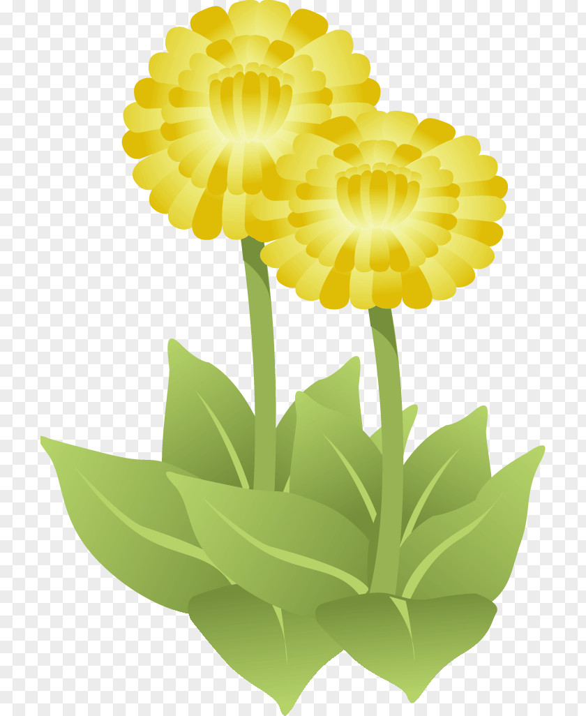 Gerbera Daisy Marguerite PNG