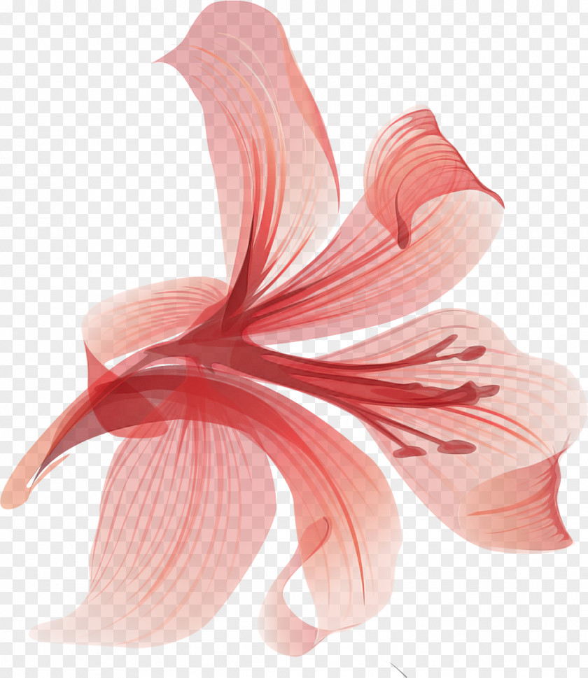 Lily Flower PNG