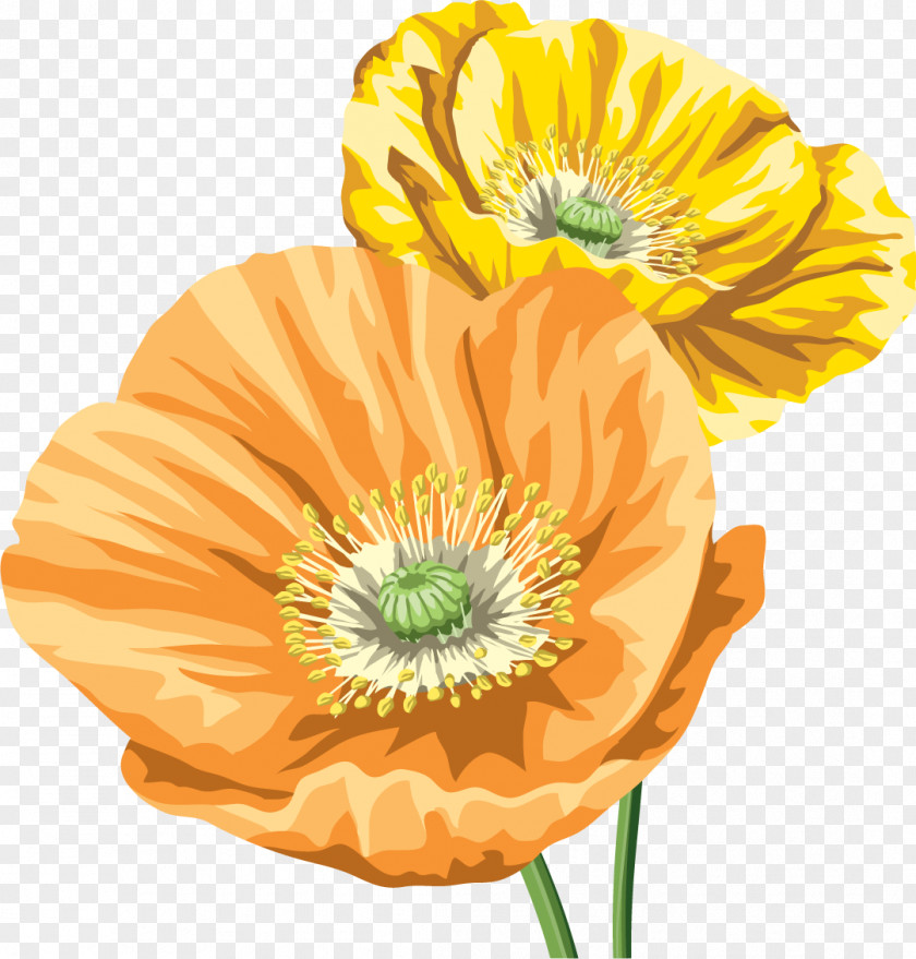 Poppy Material Common Opium Image Flower PNG