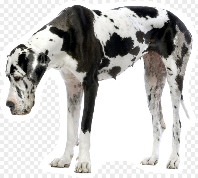 Puppy Great Dane Dogo Argentino Siberian Husky Dalmatian Dog PNG