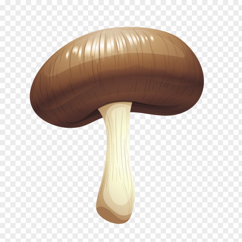 Vector Realistic Mushrooms Mushroom Designer PNG