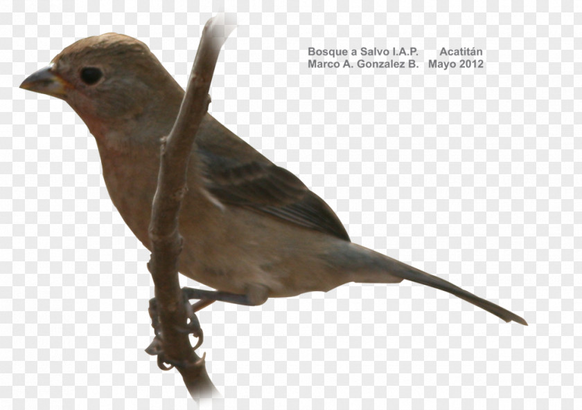 Bird Finch American Sparrows Beak Cuculiformes PNG