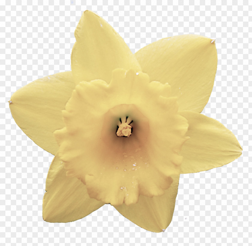 Dendrobium Cattleya Yellow Petal Flower Plant Narcissus PNG