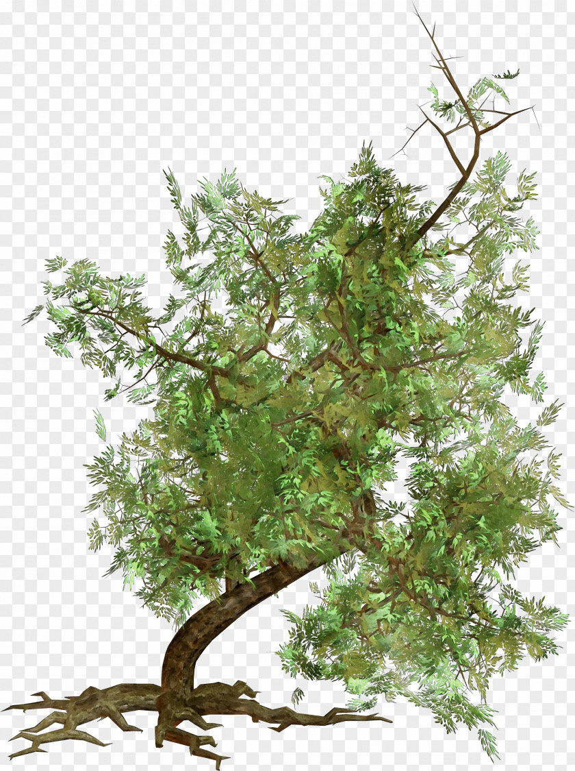 Houseplant Twig Tree Plant Woody Branch Flower PNG