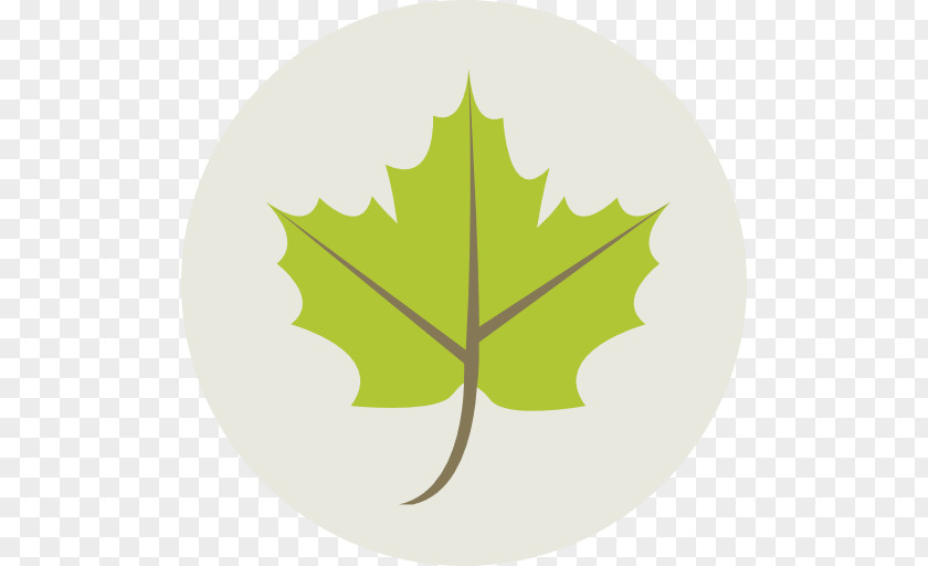 Leaf Maple Green PNG