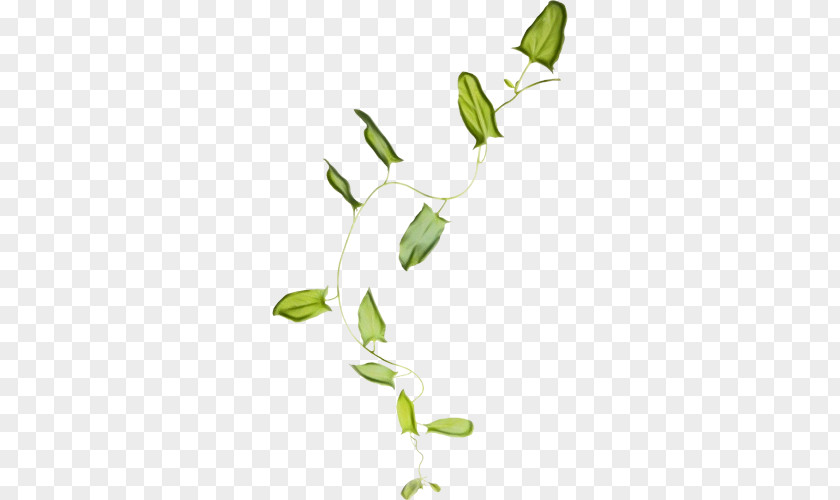 Twig Plant Stem Leaf Clip Art Floral Design PNG