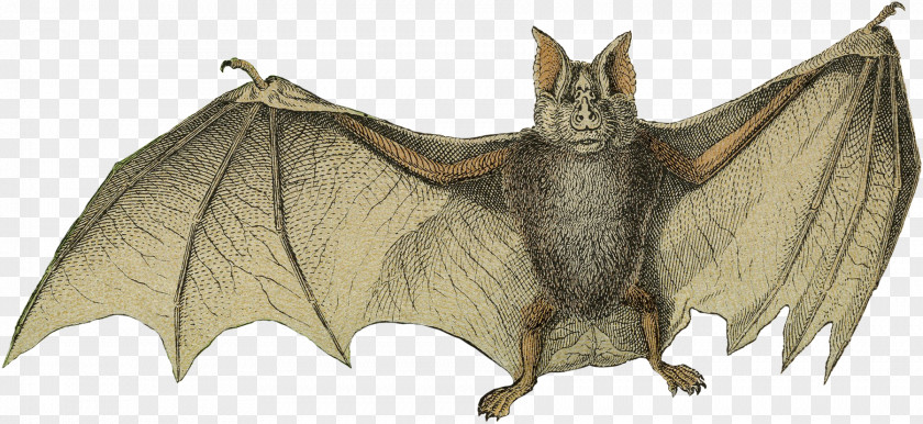 Bat Halloween Decorations Pinterest Fauna BAT-M Character Animal Fiction PNG