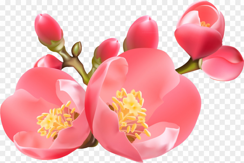 Blossoms Clip Art PNG
