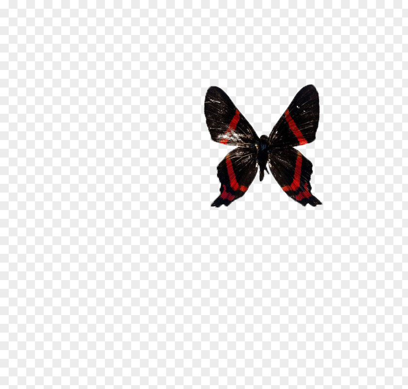 Butterfly,insect,specimen Butterfly Computer File PNG