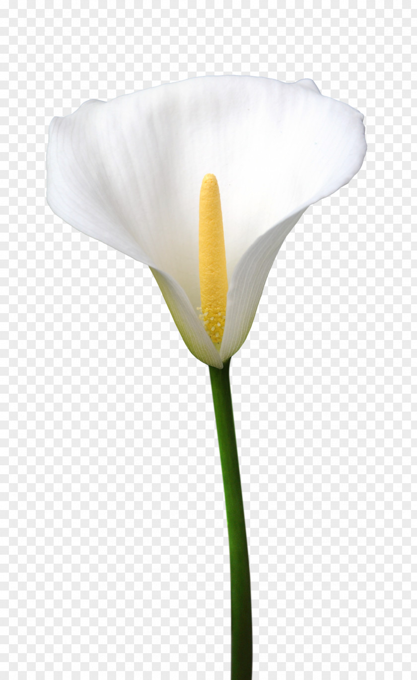 Callalily Arum-lily Flower Desktop Wallpaper PNG