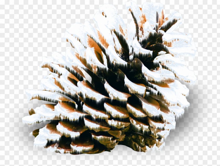 Conifer Cone Pine Spruce Snow Winter PNG