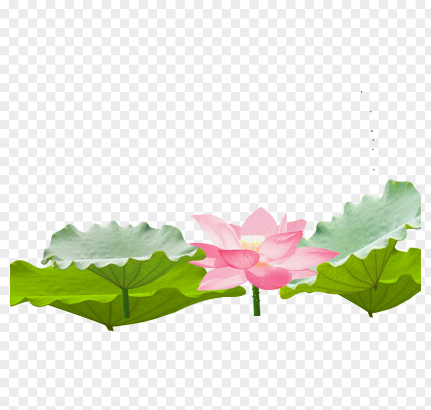 Creative Flower,Lotus Nelumbo Nucifera Computer Software PNG