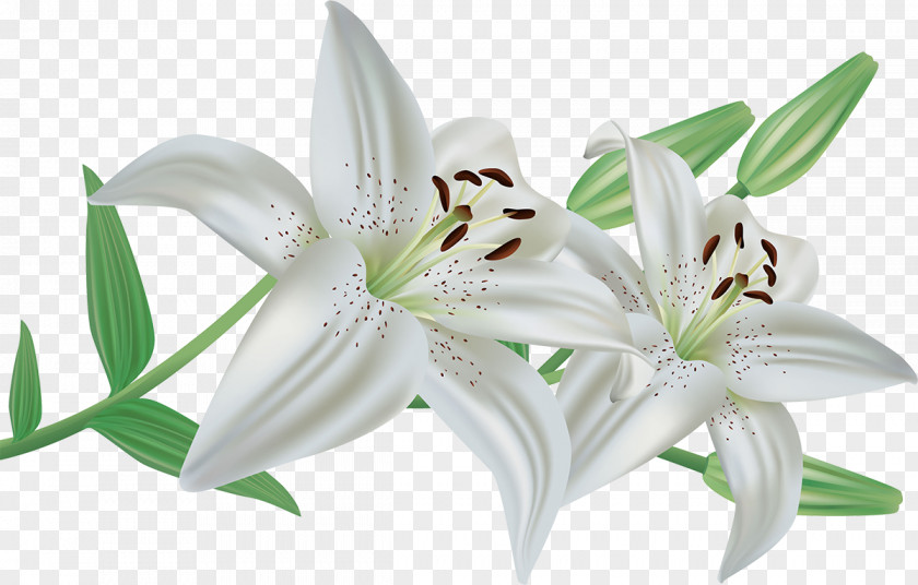 Flower Arum-lily Lilium Candidum Easter Lily Clip Art PNG