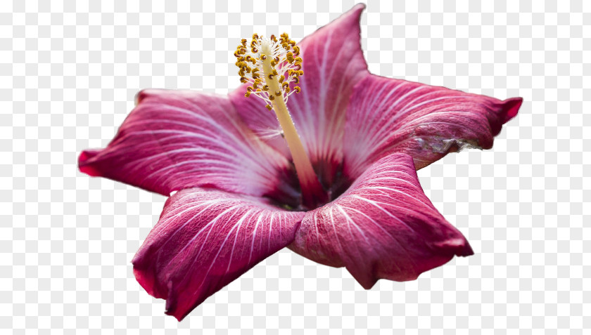Flower Rosemallows Desktop Wallpaper PNG