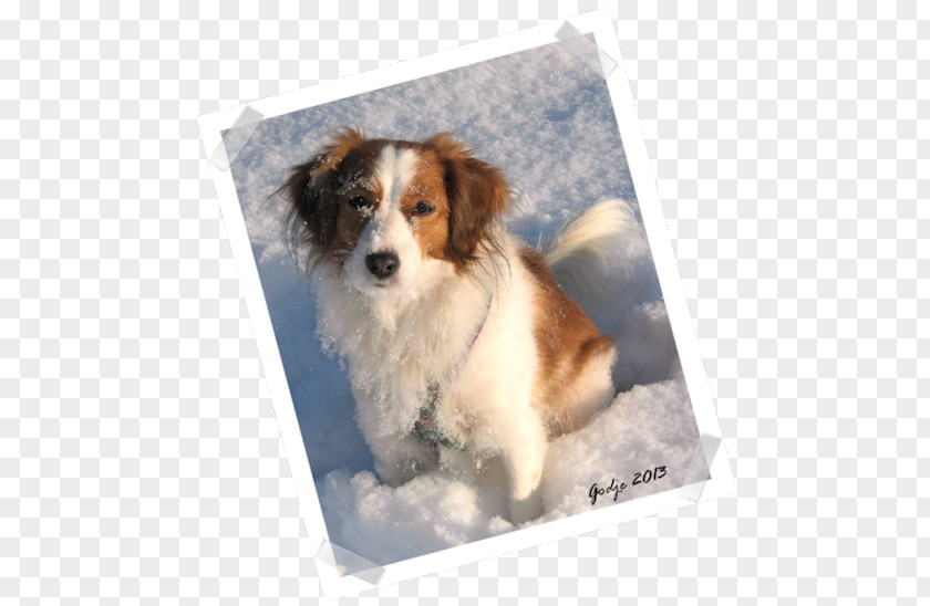 Puppy Kooikerhondje Dog Breed Australian Shepherd Shetland Sheepdog Miniature American PNG