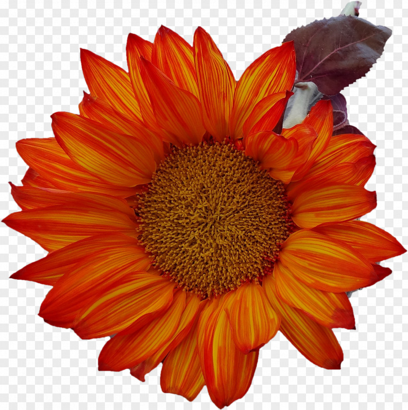 Sunflower Orange Photography PNG