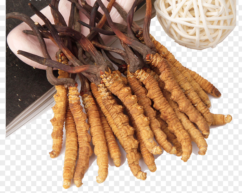 Wild Herbs Cordyceps Herbal Caterpillar Fungus Traditional Chinese Medicine Crude Drug PNG