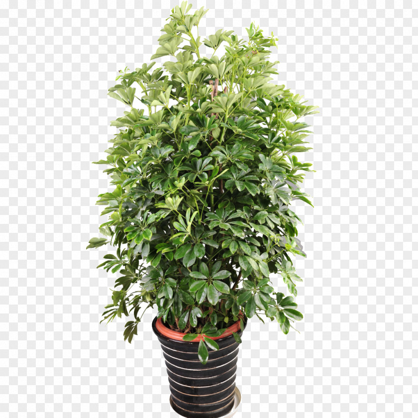 Bonsai Graphic Tree Houseplant Flowerpot Guiana Chestnut Green PNG