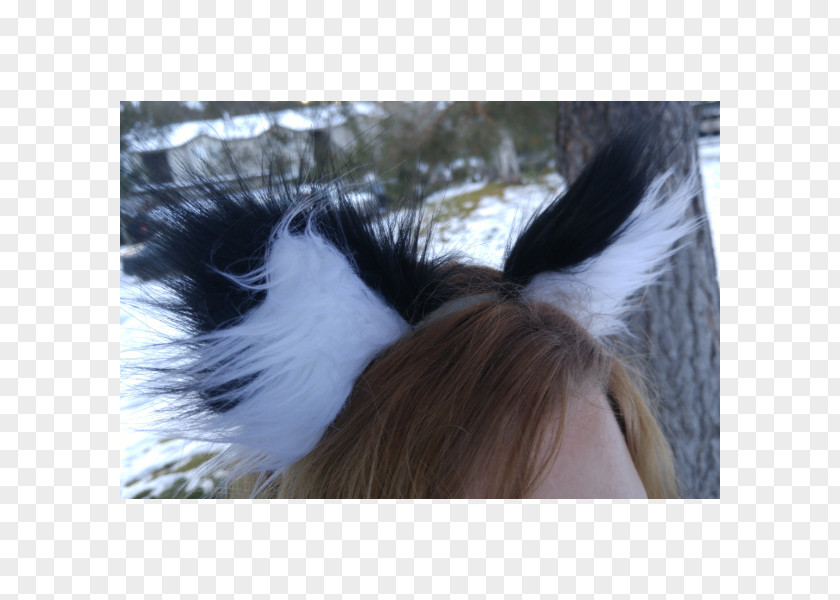 Ear Wildcat Tail Fur PNG