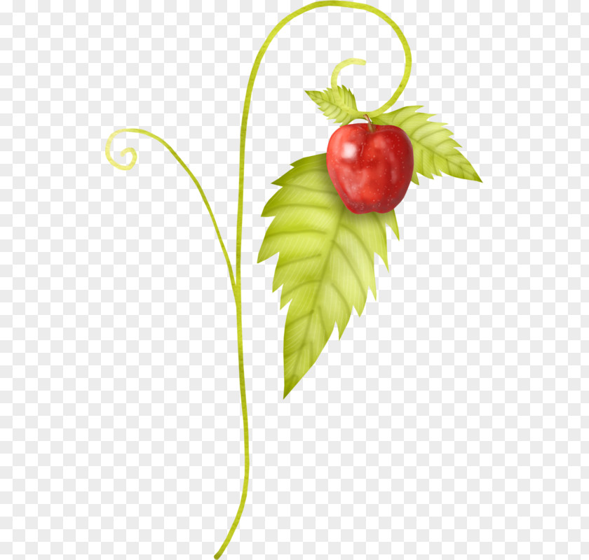 Fruit Apple Picture Strawberry Clip Art PNG