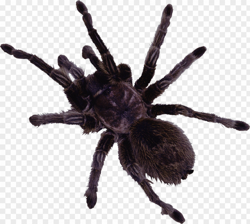 Black Spider Web Clip Art PNG