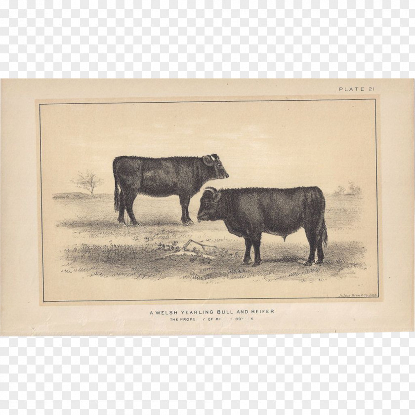Bull Cattle Ox Bison Grazing PNG
