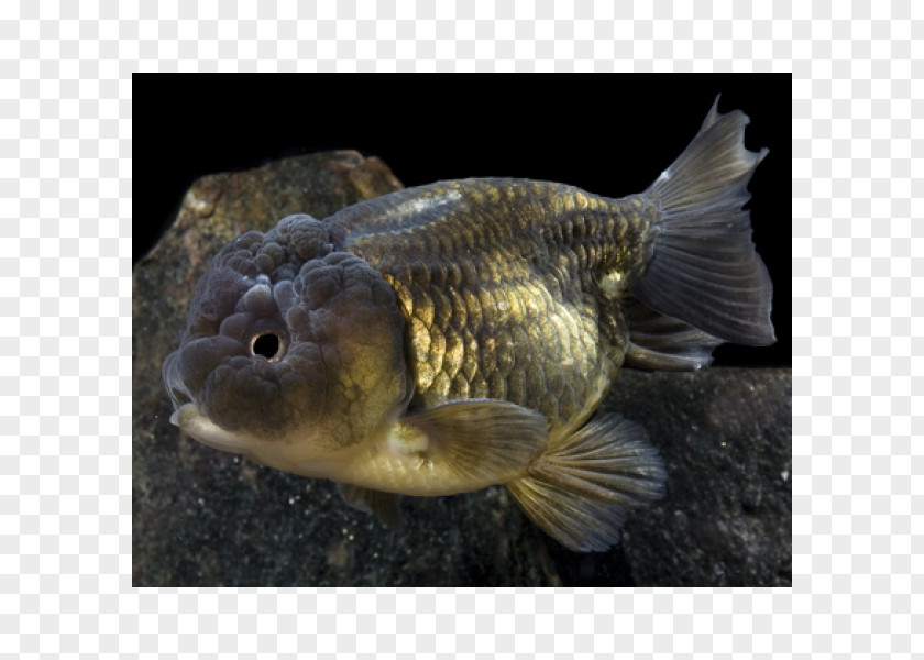 Fish Ranchu Lionhead Oranda Goldfish PNG