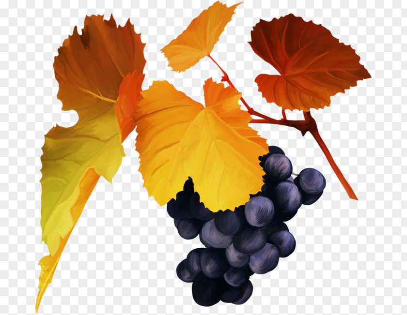 Grape Clip Art PNG