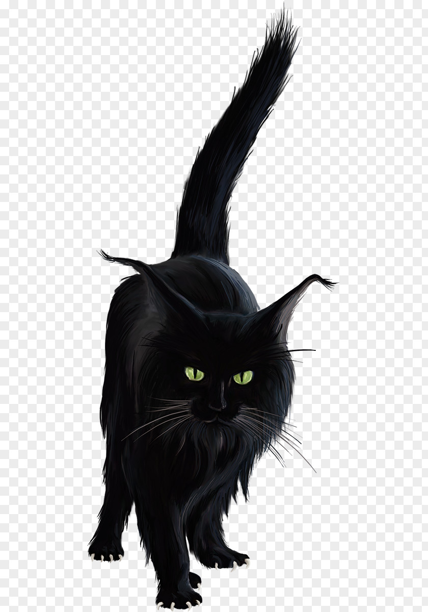 Kitten Bombay Cat Black Norwegian Forest Clip Art PNG