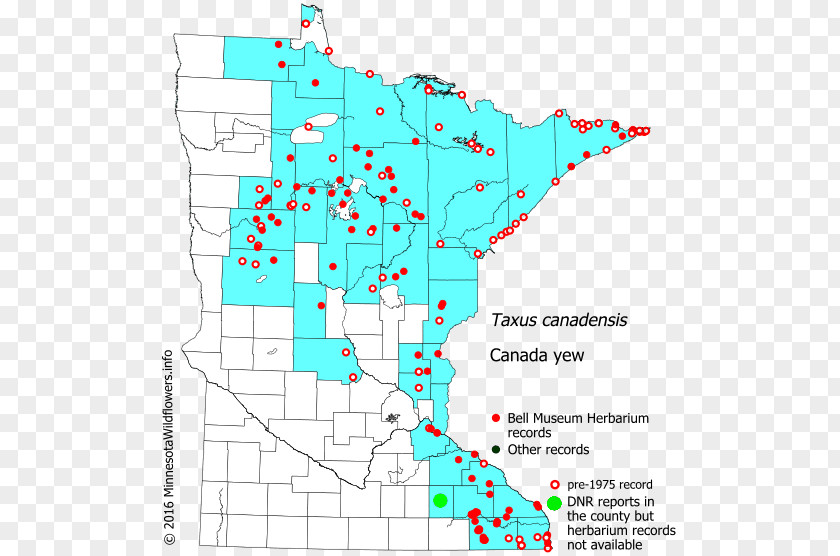 Line Point Map Organism Tuberculosis PNG