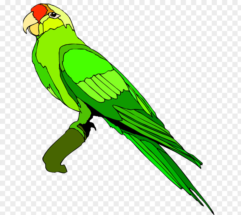 Parrots Cliparts Parrot Blue-and-yellow Macaw Clip Art PNG