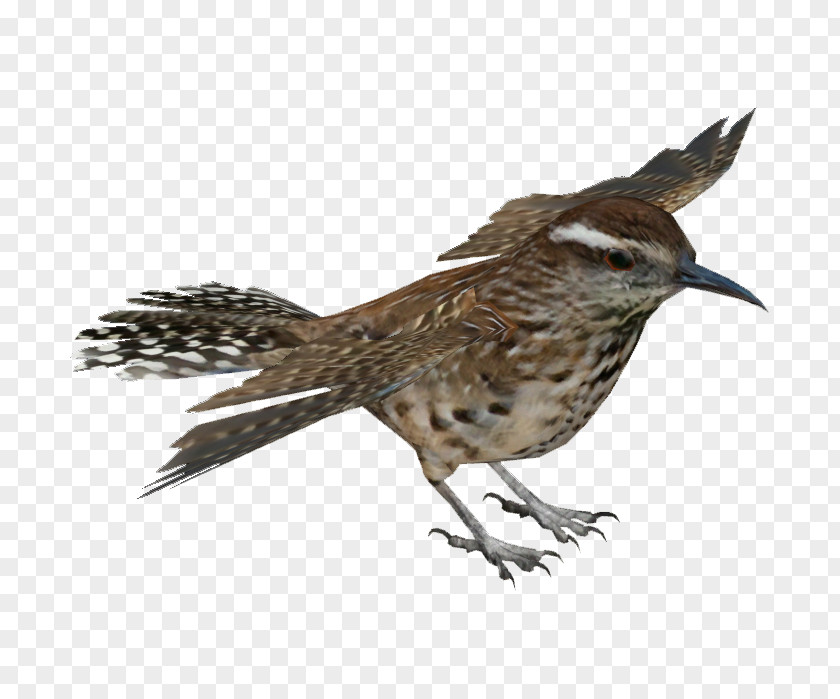 Salvia Elegans Bird Cactus Wren Cactaceae PNG