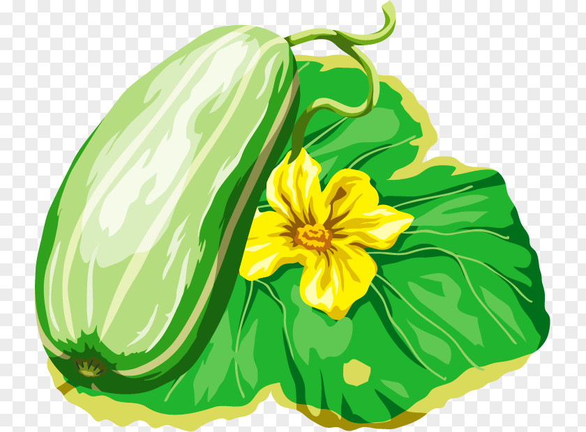 Summer Season Gourd Melon Cucumis Cucurbita PNG